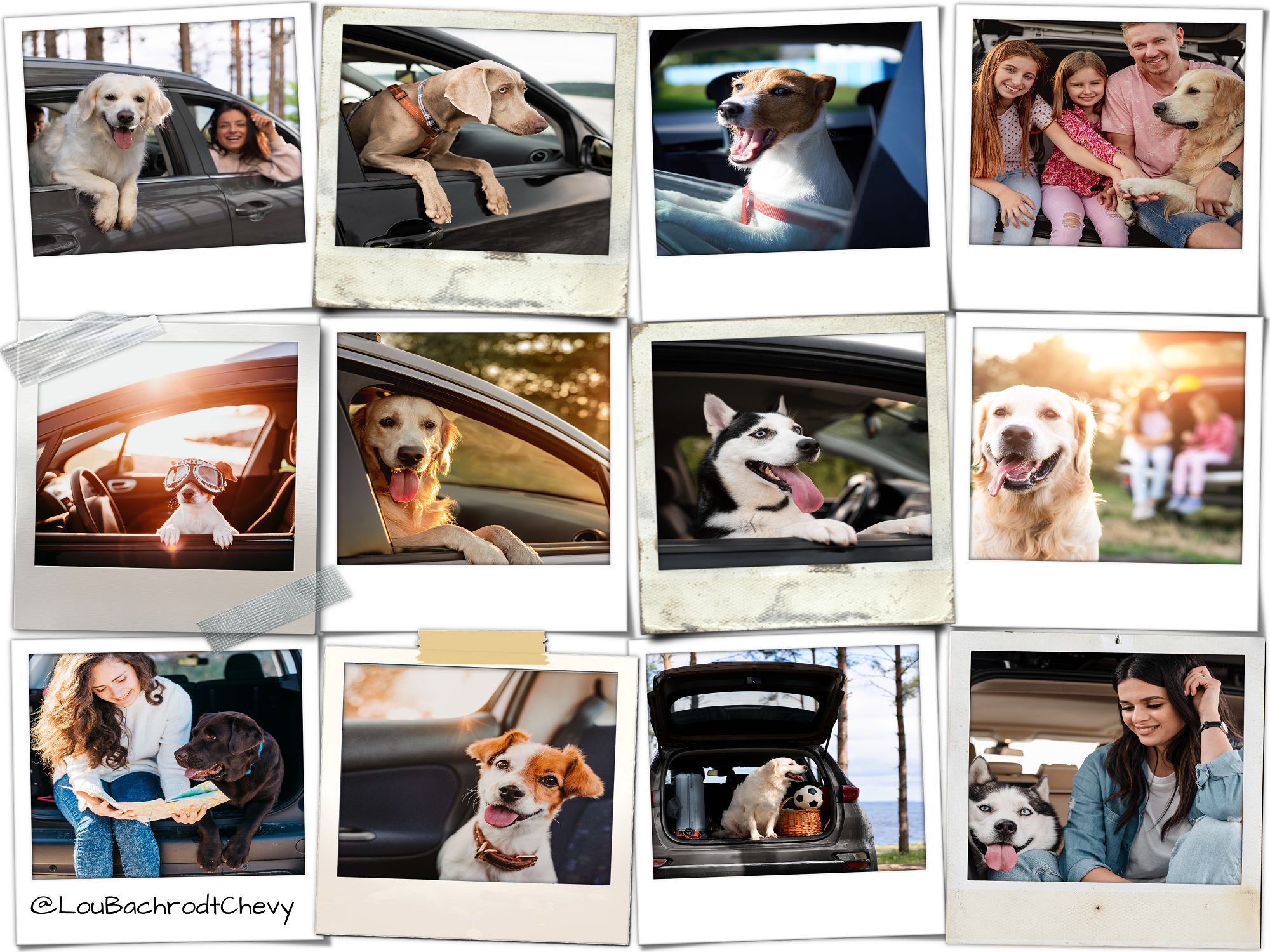 dogs in cars